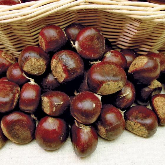 chestnut